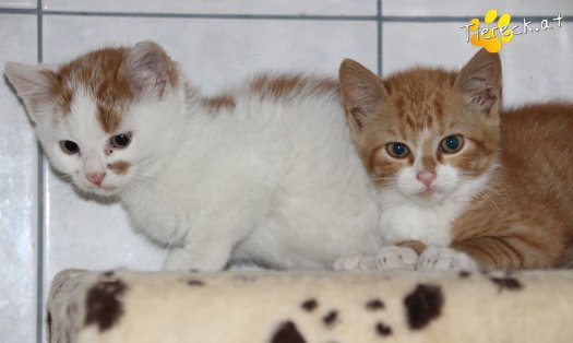 Katze Luigi (Foto by Tiereck.at - Lavanttaler Tierhilfe)