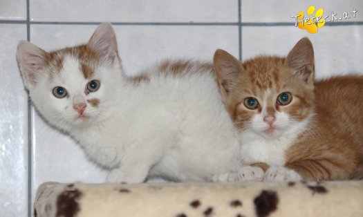 Katze Luigi (Foto by Tiereck.at - Lavanttaler Tierhilfe)