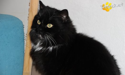 Katze Toni (Foto by Tiereck.at - Lavanttaler Tierhilfe)