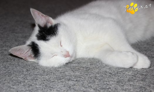 Katze Daniel (Foto by Tiereck.at - Lavanttaler Tierhilfe)