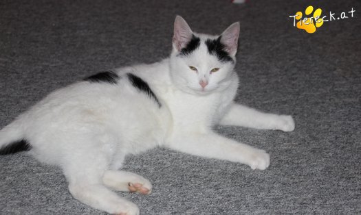 Katze Daniel (Foto by Tiereck.at - Lavanttaler Tierhilfe)