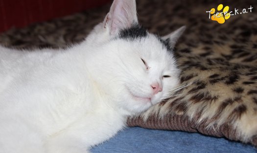 Katze Daniel (Foto by Tiereck.at - Lavanttaler Tierhilfe)