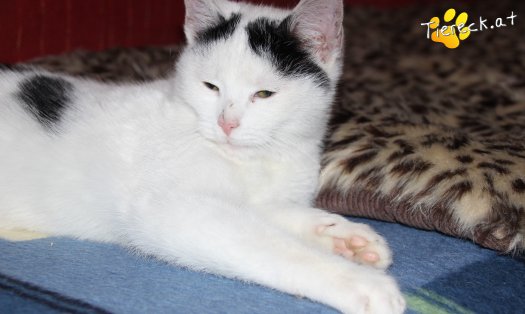 Katze Daniel (Foto by Tiereck.at - Lavanttaler Tierhilfe)