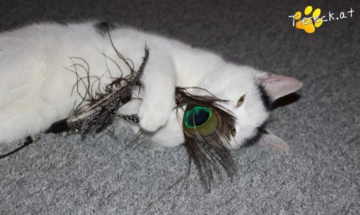 Katze Daniel (Foto by Tiereck.at - Lavanttaler Tierhilfe)