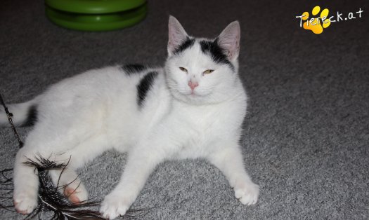 Katze Daniel (Foto by Tiereck.at - Lavanttaler Tierhilfe)