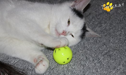 Katze Daniel (Foto by Tiereck.at - Lavanttaler Tierhilfe)