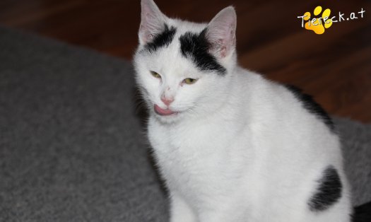Katze Daniel (Foto by Tiereck.at - Lavanttaler Tierhilfe)