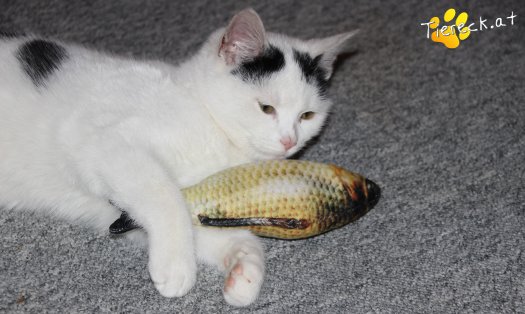 Katze Daniel (Foto by Tiereck.at - Lavanttaler Tierhilfe)