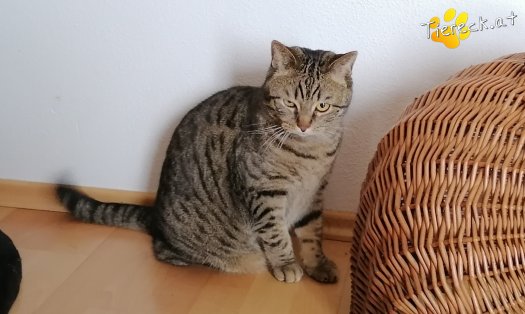 Katze Simba (Foto by Tiereck.at - Lavanttaler Tierhilfe)