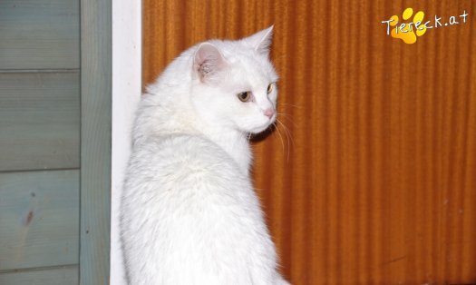 Katze Snoopy (Foto by Tiereck.at - Lavanttaler Tierhilfe)