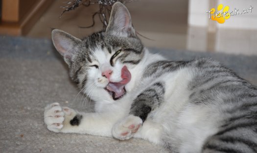 Katze Schnuckelchen (Foto by Tiereck.at - Lavanttaler Tierhilfe)