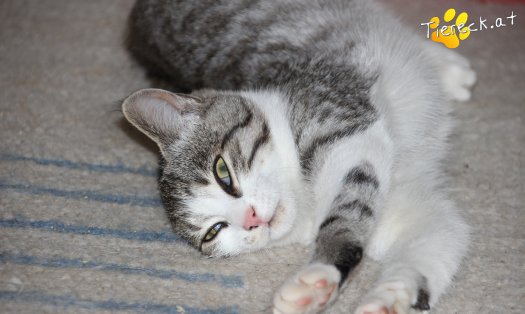 Katze Schnuckelchen (Foto by Tiereck.at - Lavanttaler Tierhilfe)