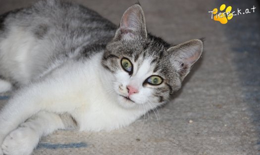 Katze Schnuckelchen (Foto by Tiereck.at - Lavanttaler Tierhilfe)