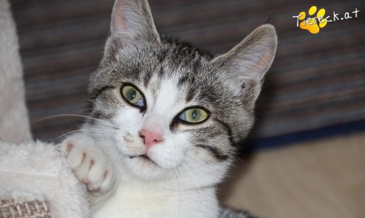 Katze Schnuckelchen (Foto by Tiereck.at - Lavanttaler Tierhilfe)