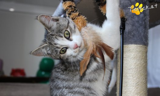 Katze Schnuckelchen (Foto by Tiereck.at - Lavanttaler Tierhilfe)