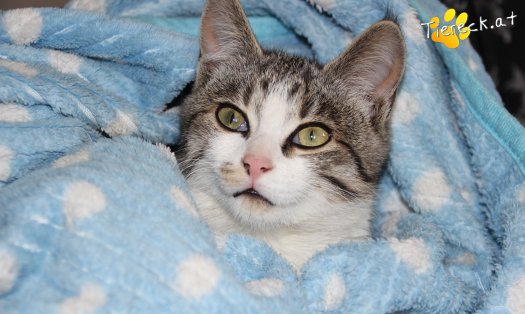 Katze Schnuckelchen (Foto by Tiereck.at - Lavanttaler Tierhilfe)