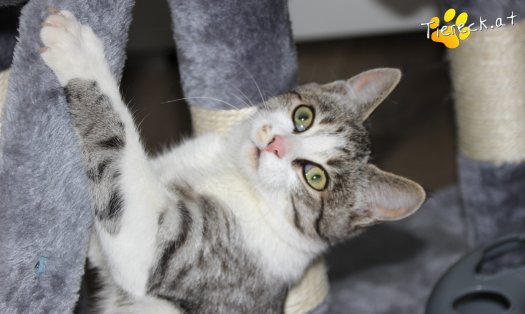 Katze Schnuckelchen (Foto by Tiereck.at - Lavanttaler Tierhilfe)