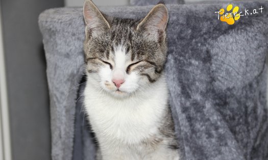 Katze Schnuckelchen (Foto by Tiereck.at - Lavanttaler Tierhilfe)