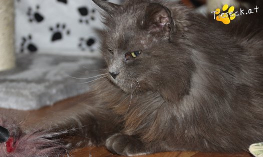 Katze Minki (Foto by Tiereck.at - Lavanttaler Tierhilfe)