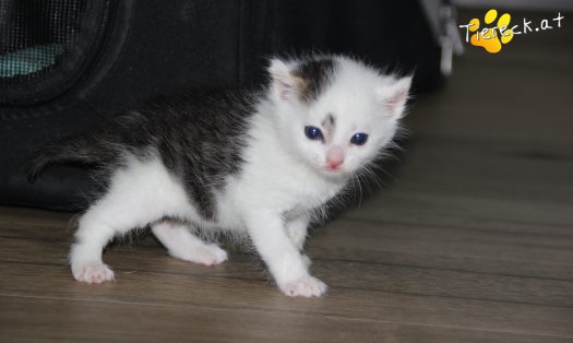 Katze Knödelchen (Foto by Tiereck.at - Lavanttaler Tierhilfe)