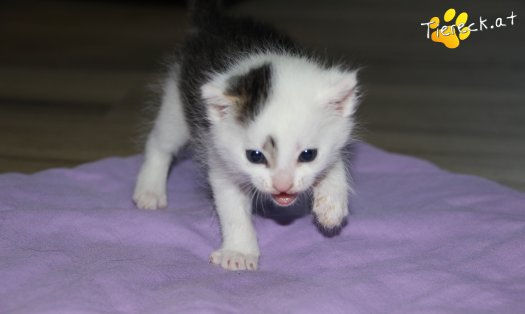 Katze Knödelchen (Foto by Tiereck.at - Lavanttaler Tierhilfe)