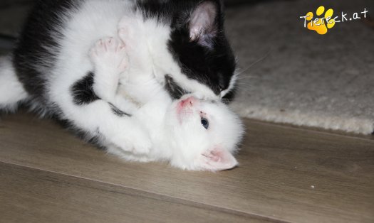 Katze Knödelchen (Foto by Tiereck.at - Lavanttaler Tierhilfe)