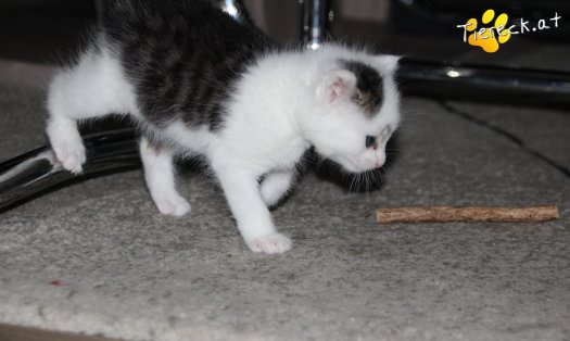 Katze Knödelchen (Foto by Tiereck.at - Lavanttaler Tierhilfe)