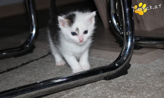 Katze Knödelchen (Foto by Tiereck.at - Lavanttaler Tierhilfe)