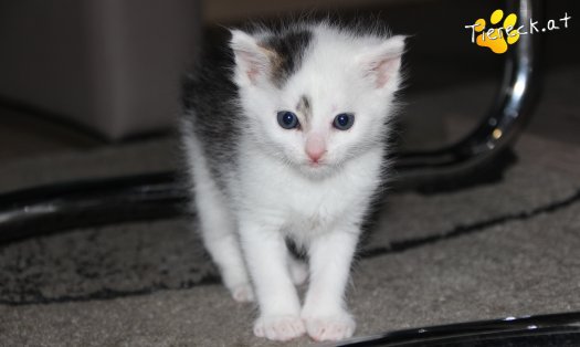 Katze Knödelchen (Foto by Tiereck.at - Lavanttaler Tierhilfe)