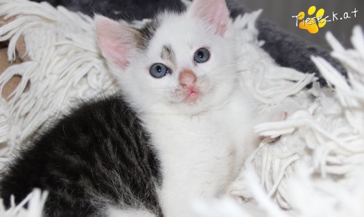 Katze Knödelchen (Foto by Tiereck.at - Lavanttaler Tierhilfe)