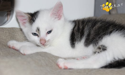 Katze Knödelchen (Foto by Tiereck.at - Lavanttaler Tierhilfe)
