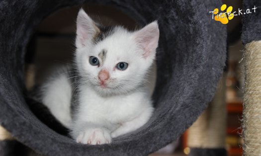 Katze Knödelchen (Foto by Tiereck.at - Lavanttaler Tierhilfe)