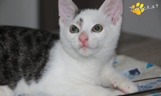 Katze Knödelchen (Foto by Tiereck.at - Lavanttaler Tierhilfe)