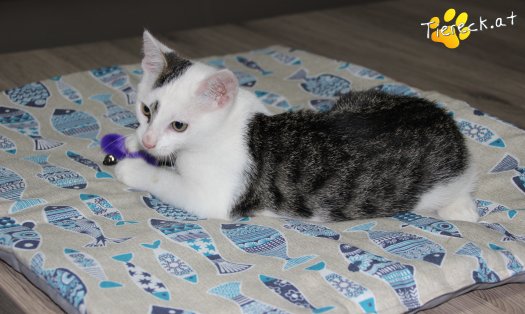 Katze Knödelchen (Foto by Tiereck.at - Lavanttaler Tierhilfe)
