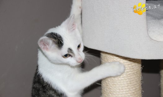 Katze Knödelchen (Foto by Tiereck.at - Lavanttaler Tierhilfe)