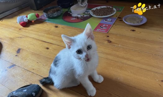 Katze Shiro (Foto by Tiereck.at - Lavanttaler Tierhilfe)