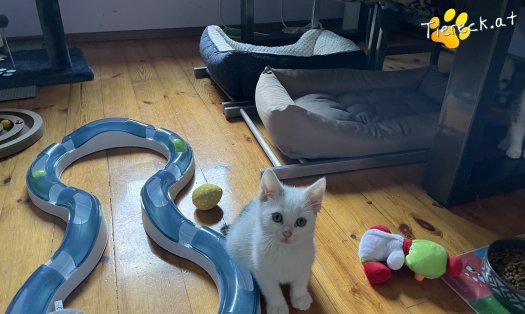 Katze Shiro (Foto by Tiereck.at - Lavanttaler Tierhilfe)