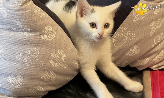 Katze Shiro (Foto by Tiereck.at - Lavanttaler Tierhilfe)