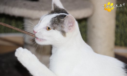 Katze Rudi (Foto by Tiereck.at - Lavanttaler Tierhilfe)