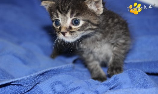 Katze Simba (Foto by Tiereck.at - Lavanttaler Tierhilfe)