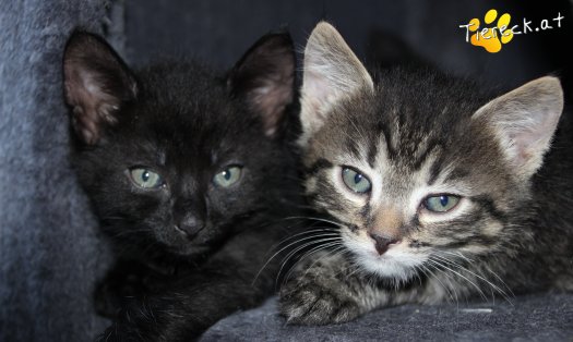 Katze Simba (Foto by Tiereck.at - Lavanttaler Tierhilfe)