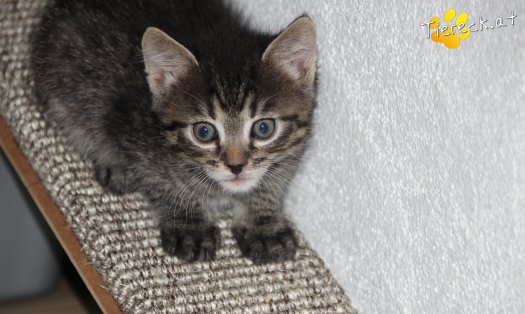 Katze Simba (Foto by Tiereck.at - Lavanttaler Tierhilfe)