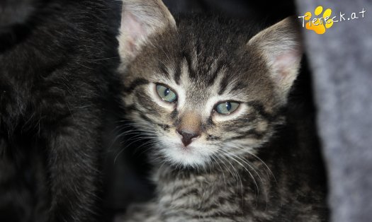 Katze Simba (Foto by Tiereck.at - Lavanttaler Tierhilfe)