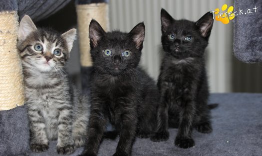 Katze Simba (Foto by Tiereck.at - Lavanttaler Tierhilfe)