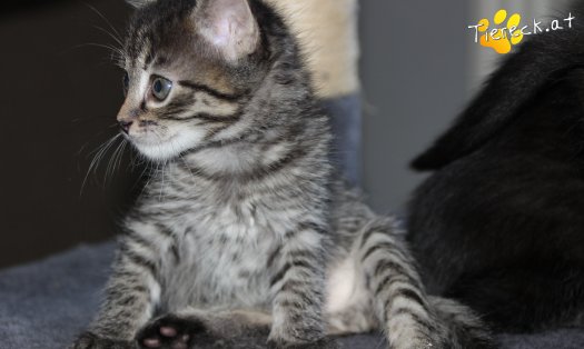 Katze Simba (Foto by Tiereck.at - Lavanttaler Tierhilfe)