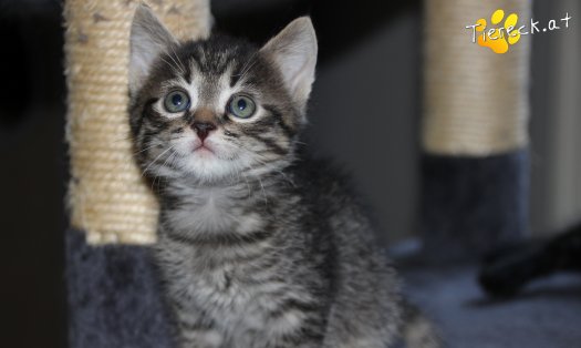 Katze Simba (Foto by Tiereck.at - Lavanttaler Tierhilfe)