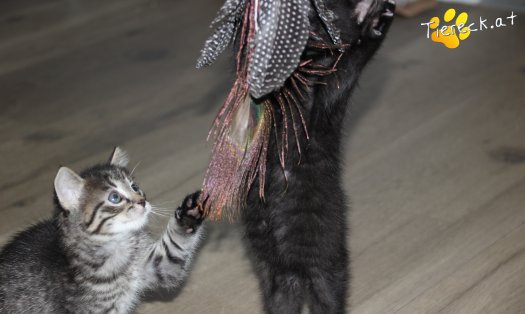 Katze Simba (Foto by Tiereck.at - Lavanttaler Tierhilfe)