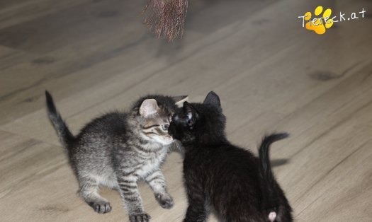 Katze Simba (Foto by Tiereck.at - Lavanttaler Tierhilfe)