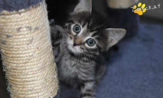 Katze Simba (Foto by Tiereck.at - Lavanttaler Tierhilfe)