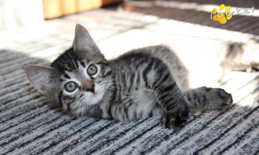 Katze Simba (Foto by Tiereck.at - Lavanttaler Tierhilfe)